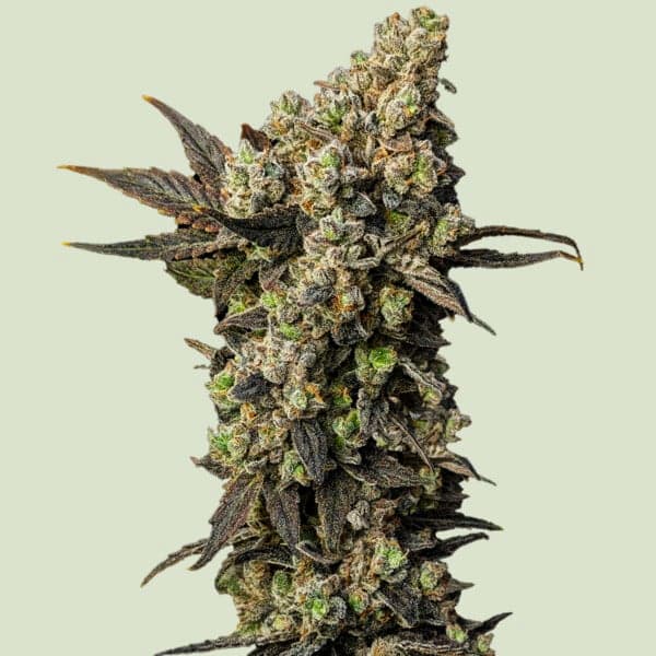 Astro Lemonade F1 Samen > Royal Queen Seeds | Feminisierte Hanfsamen  |  Hybrid